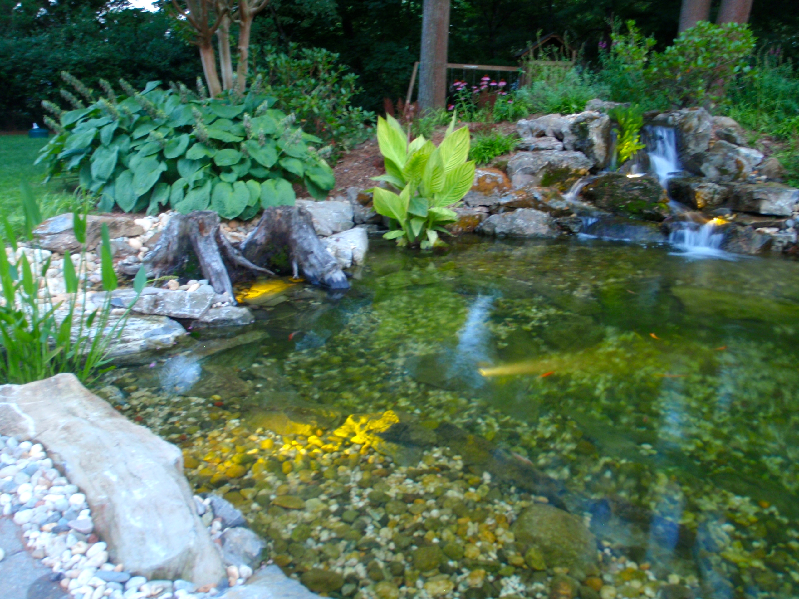 Pond with Bog Filtration The Fish Guy Pond Maintenance Aquarium