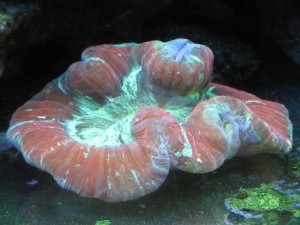 Corals