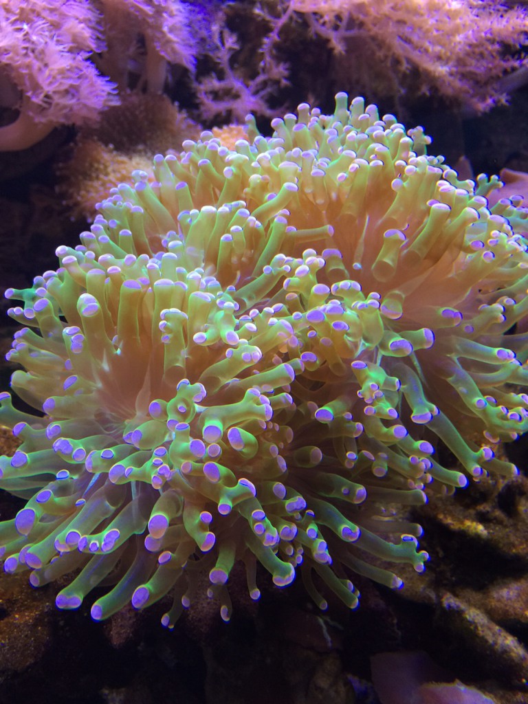 Corals for Reef Tanks | The Fish Guy | Pond Maintenance | Aquarium ...