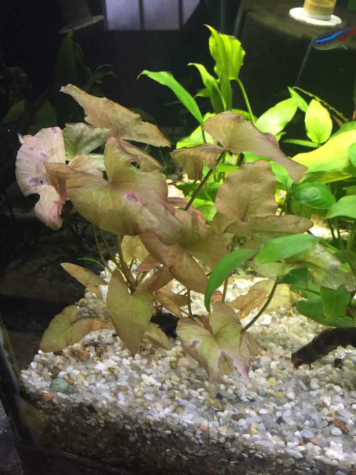 Dwarf Aquarium Lily | The Fish Guy | Pond Maintenance | Aquarium ...