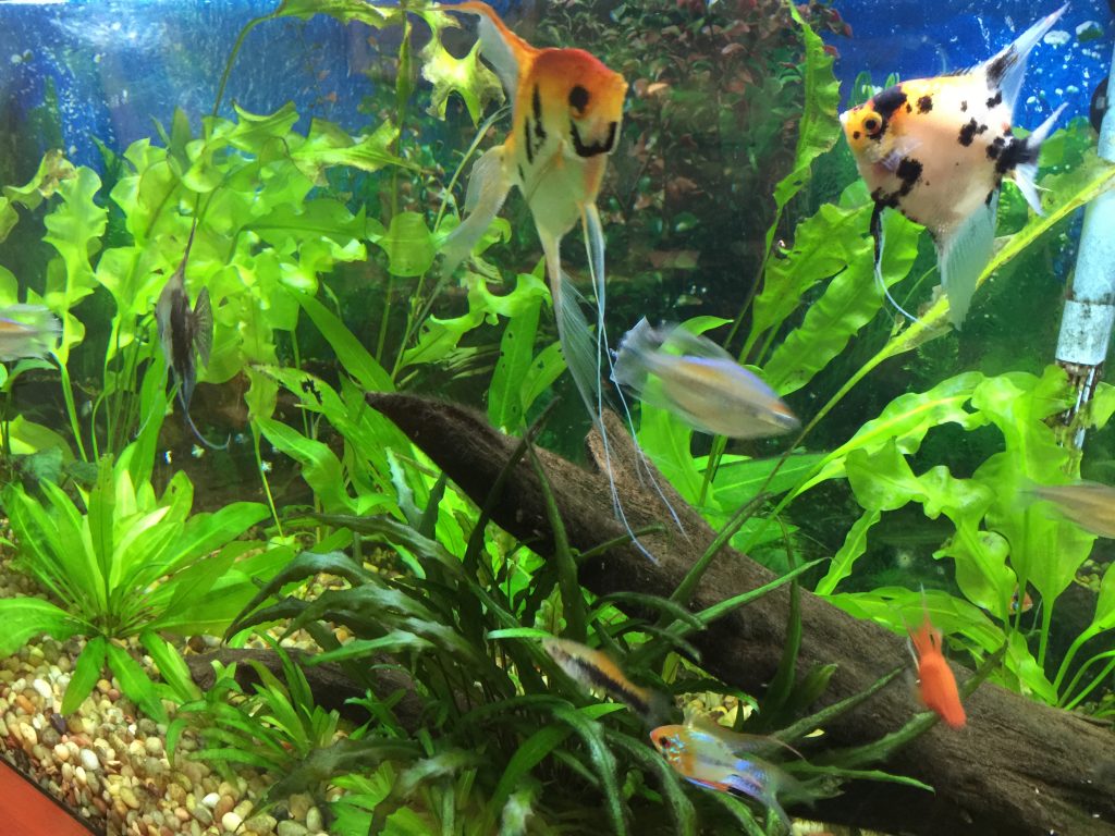 Angelfish Pond with Plant Life