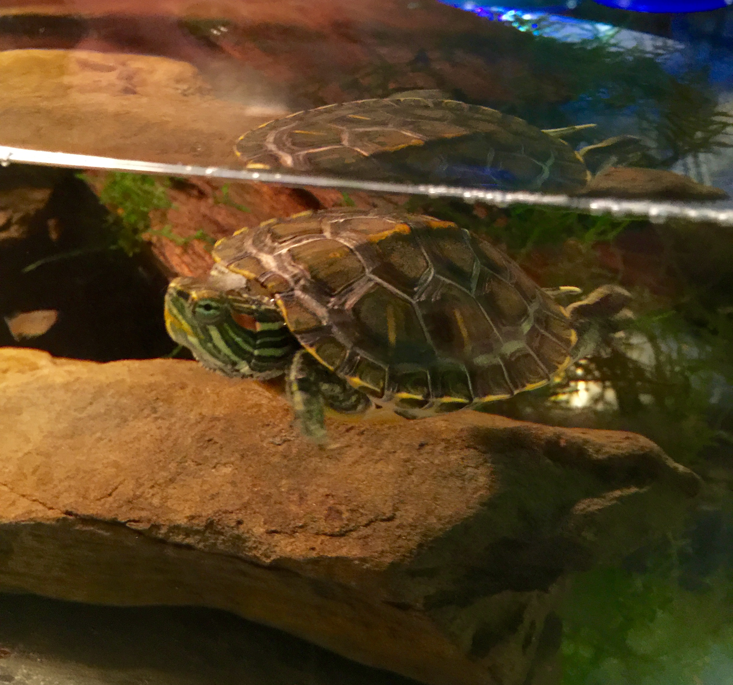 Red Eared Slider 